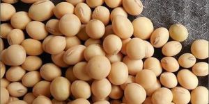 Soya Bean Seeds