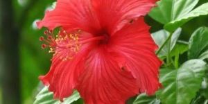 Fresh Hibiscus Flower