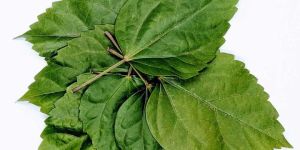 Dry Hibiscus Leaves