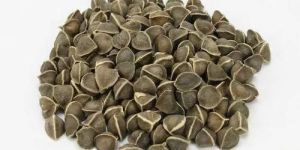 Moringa Seeds