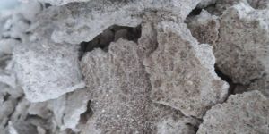 Wood Pressed Coconut Oil Cake