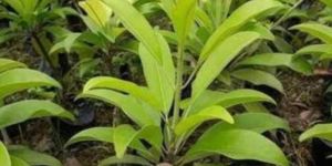 Chiku Plant Kalipatti