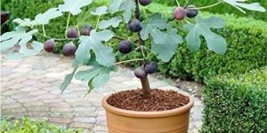 Fig Plant