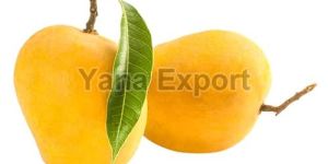 Fresh Alphonso Mango