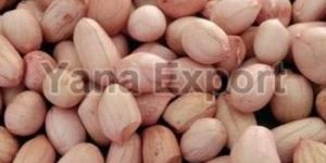 Java Peanut Seeds