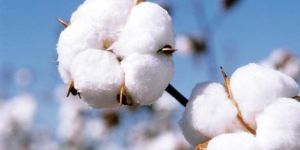 Raw Cotton