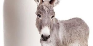 Donkey Milk