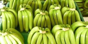 Fresh Cavendish Bananas