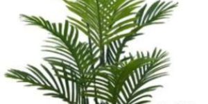 Small Areca Artificial Plant