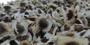 Moringa Odc 3 Seeds