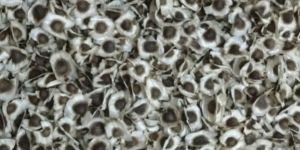 Moringa Oleifera Seeds