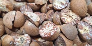 Areca Nut