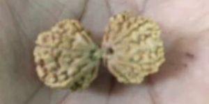 Gauri Shankar Rudraksha