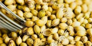 Coriander Seeds