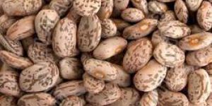 Pinto Beans