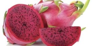 Organic Red Dragon Fruit