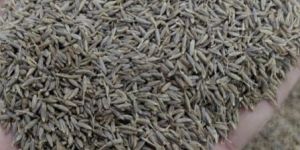 Coriander Cumin Powder