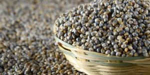 Pearl Millet