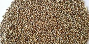 Millet Seed