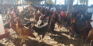 Desi Chicken (Sonali)