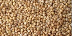 Jowar Grains