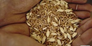 Organic Khapli Wheat Seeds