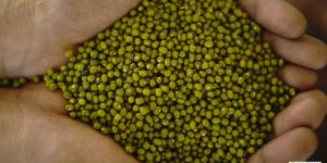 Organic Whole Moong Dal