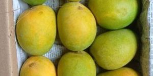 Fresh Alphonso Mangoes