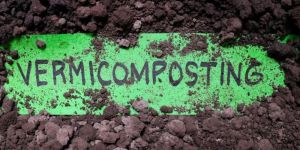 Vermicompost Fertilizer
