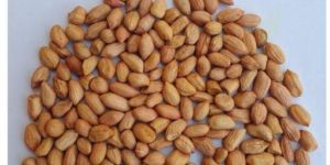 Groundnut Seeds