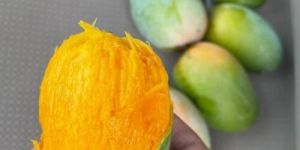 Kesar Mango