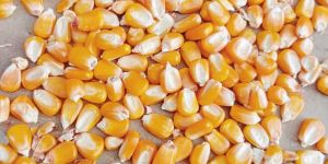 Maize Starch