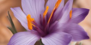 Organic India Saffron