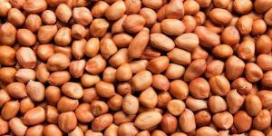 a Grade Groundnut Kernels