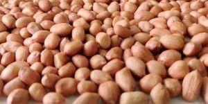 Raw Groundnut Kernels