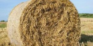Wheat Straw Bale