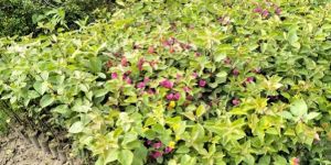 Bougainvillea Flower Plant