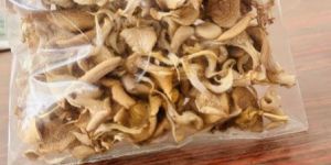 Dry Oyster Mushroom