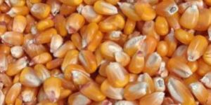 Maize