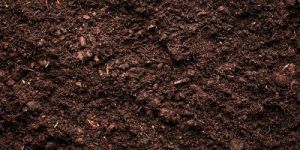 Potting Soil