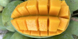 Kesar Mango