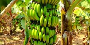 Fresh G9 Green Banana