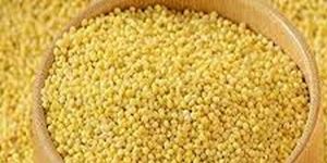Hybrid Foxtail Millet Seeds