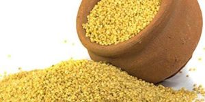 Yellow Fresh Foxtail Millet Seeds