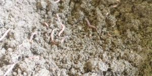 Earth Worm