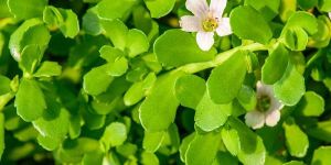 Bacopa Monnieri