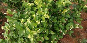 Jasmine Flowers