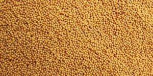 Mustard Seeds