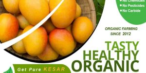 Kesar Mango