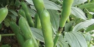 Broad/Flat beans